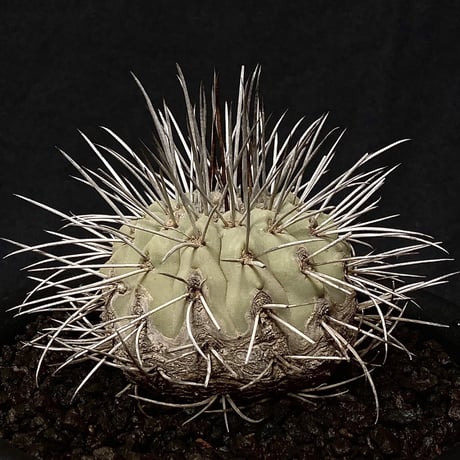 【Special copiapoa】copiapoa carrizalensis