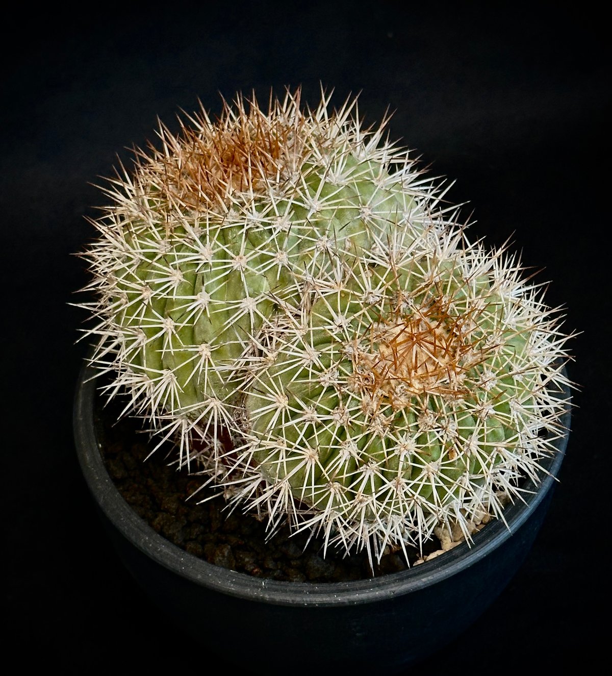 ᴄᴏᴘɪᴀᴘᴏᴀ sᴇʀᴘᴇɴᴛɪsᴜʟᴄᴀᴛᴀ Rare Double-Headed Ol