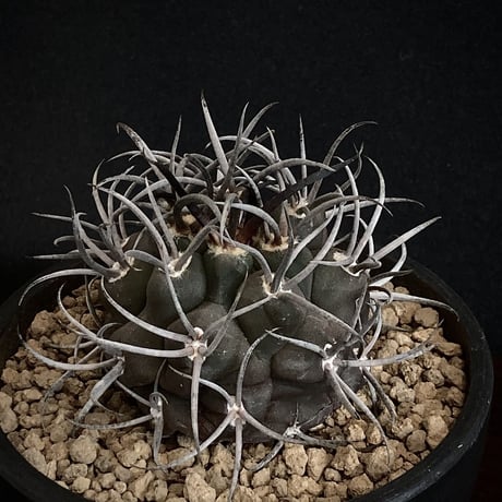 Gymnocalycium  守金魔天竜　Beautiful "Lucifer" / Black Skin & White Spines