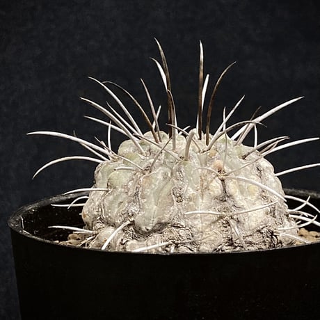 Copiapoa carrizalensis 　コピアポア・カリザレンシス 　超古株　白肌　Wild face ②