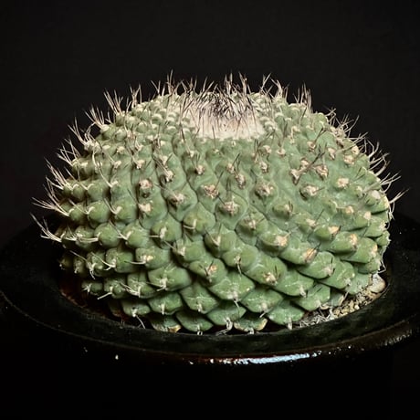 Strombocactus disciformis f. crist. Mature seed-grown specimen NARITA