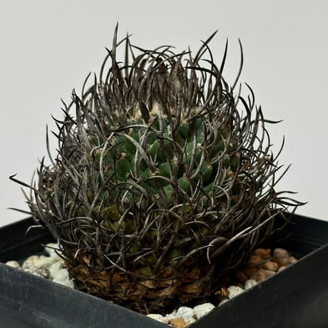 Turbinicarpus klinkerianus  昇雲竜　Heavy-spined　Seed-grown