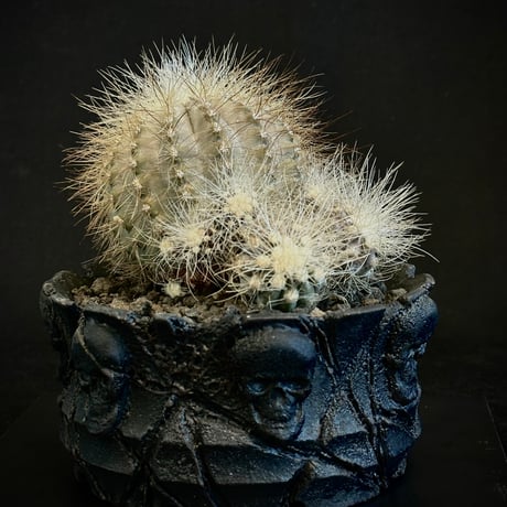 copiapoacinerea | STORES copiapoacinerea | STORES