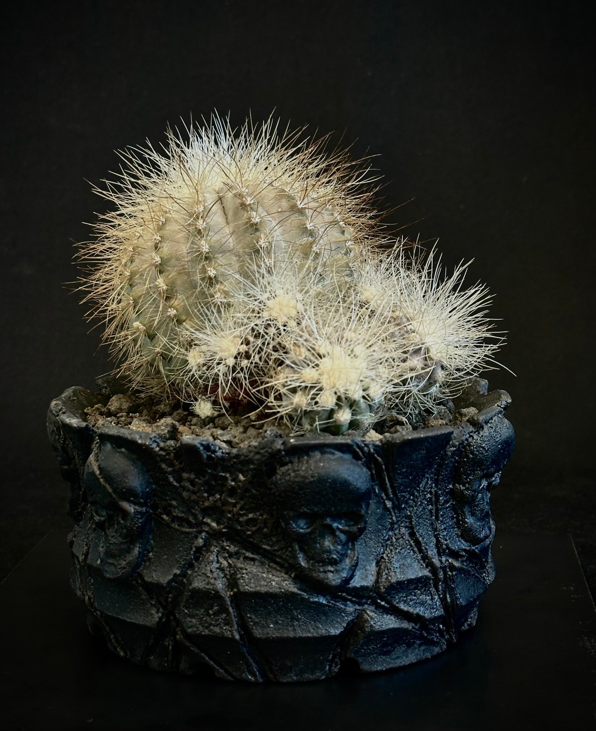 Scar WAIL Phantasmagoria コドモA 天照 七三式 激レア 70726f647563742f32303235303730