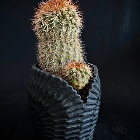 ᴄᴏᴘɪᴀᴘᴏᴀ sᴇʀᴘᴇɴᴛɪsᴜʟᴄᴀᴛᴀ　ᴊᴏsʜᴜᴀ ᴇᴠᴀɴ Critically Endangered / Extremely Old Plant