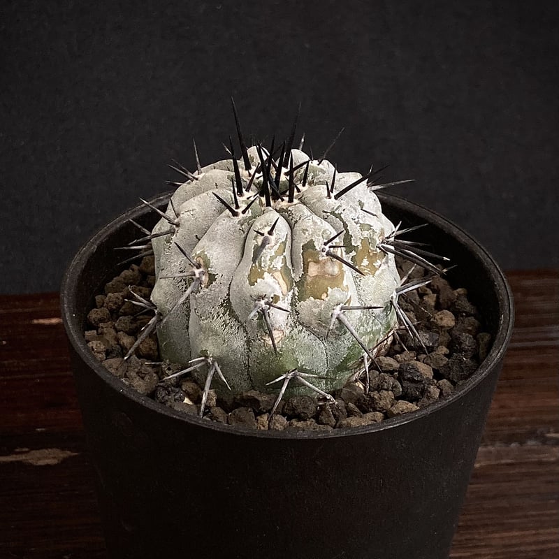 Copiapoa cinerea コピアポア 黒王丸 現地球 カキコ Wild face 漆黒...