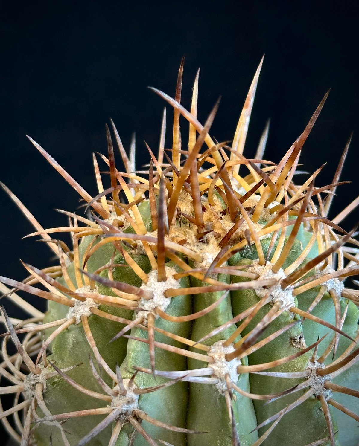 コピアポア　ソラリス　現地球① Copiapoa solaris コピアポア ソラリス 沙羅玉 ᴊᴏsʜᴜᴀ