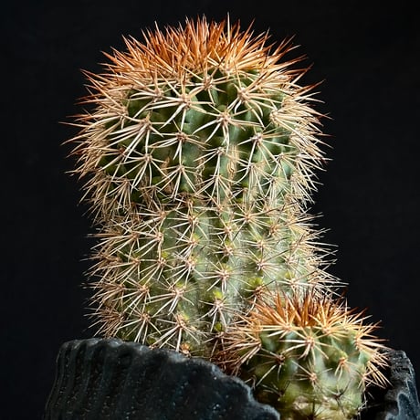 ᴄᴏᴘɪᴀᴘᴏᴀ sᴇʀᴘᴇɴᴛɪsᴜʟᴄᴀᴛᴀ　ᴊᴏsʜᴜᴀ ᴇᴠᴀɴ Critically Endangered / Extremely Old Plant