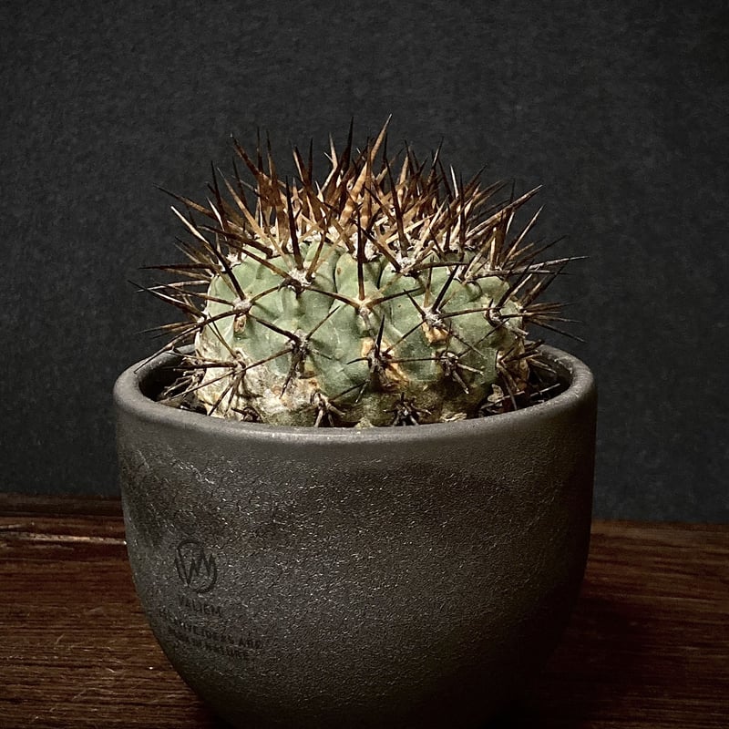 Special copiapoa】Copiapoa cinerea コピアポア 黒王丸 VA 