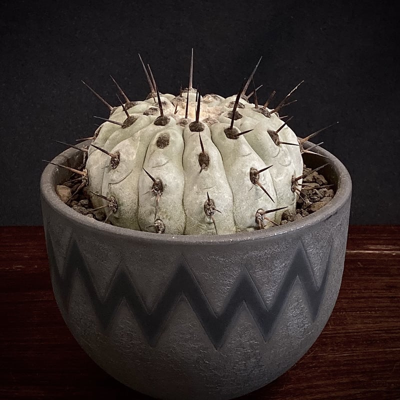 コピアポア黒王丸  Copiapoa cinerea