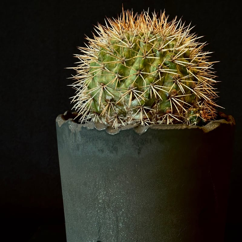 Copiapoa serpentisulcata コピアポア セルペンティスルカータ 𝒄𝒓𝒐𝒔