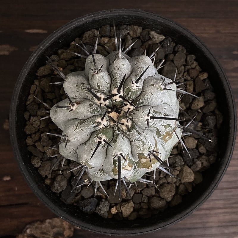 Copiapoa cinerea コピアポア 黒王丸 現地球 カキコ Wild face 漆黒...