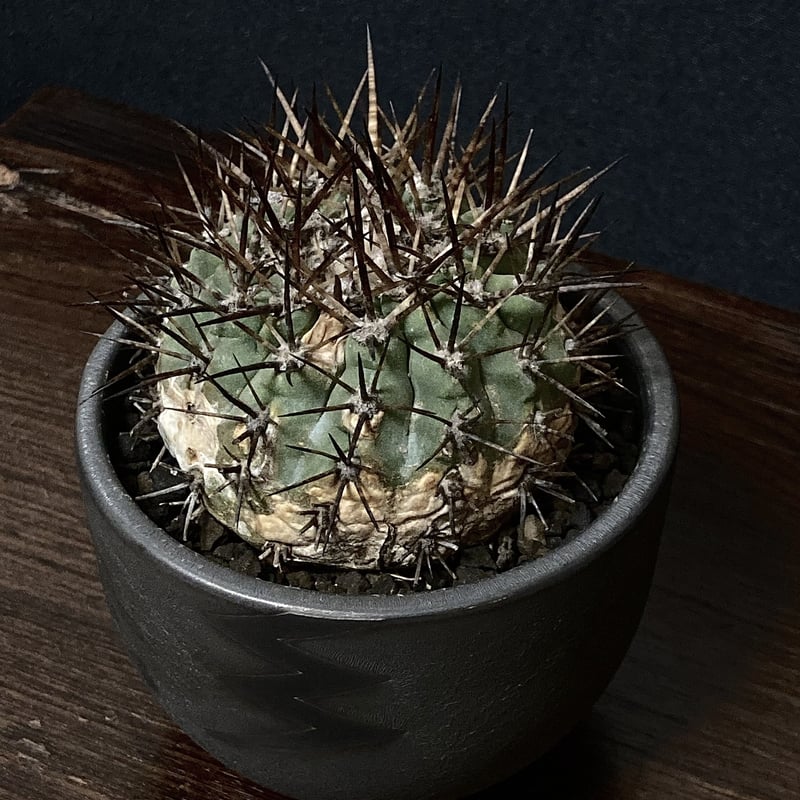 Special copiapoa】Copiapoa cinerea コピアポア 黒王丸 VA...