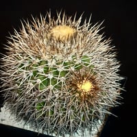Copiapoa serpentisulcata Mature seed-grown specimen