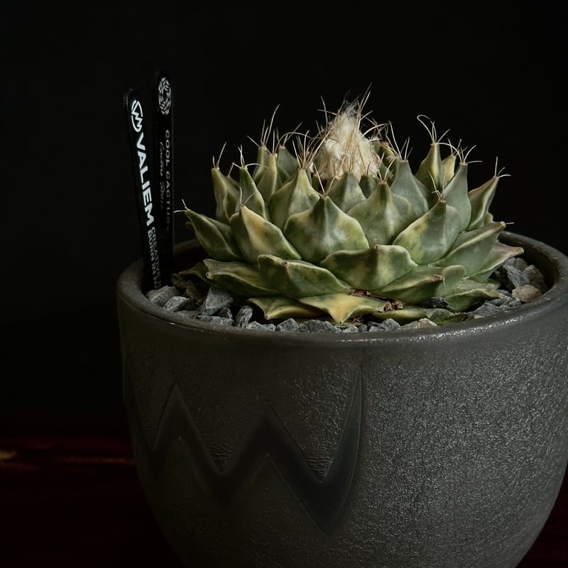 ヒントニー錦 ヒントニー サボテン 菊水 帝冠 花籠 【公式通販】