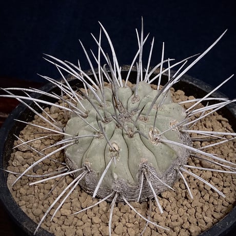 Copiapoa carrizalensis 　コピアポア・カリザレンシス 　超古株　白肌　Wild face
