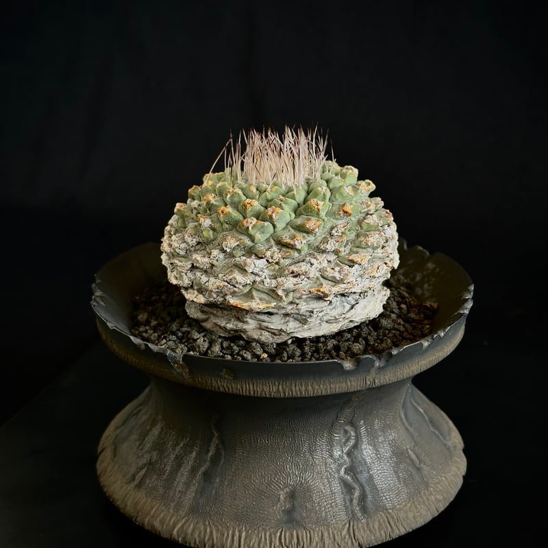 ストロンボカクタス【菊水】サボテン 楽天市場】サボテン：ストロンボカクタス 菊水*幅5cm 現品！一品