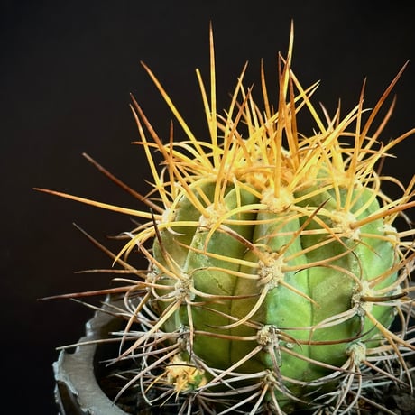 Copiapoa solaris