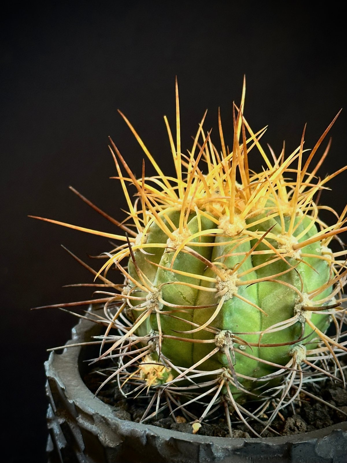 コピアポア サルコアナ&ソラリス2株&ブリドゲシー コピアポア