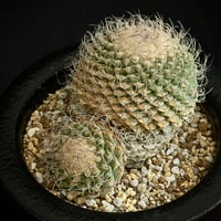 ᴄᴏᴘɪᴀᴘᴏᴀ ᴄɪɴᴇʀᴇᴀ コピアポア 黒王丸 ᴊᴏsʜᴜᴀ ᴇᴠᴀɴ