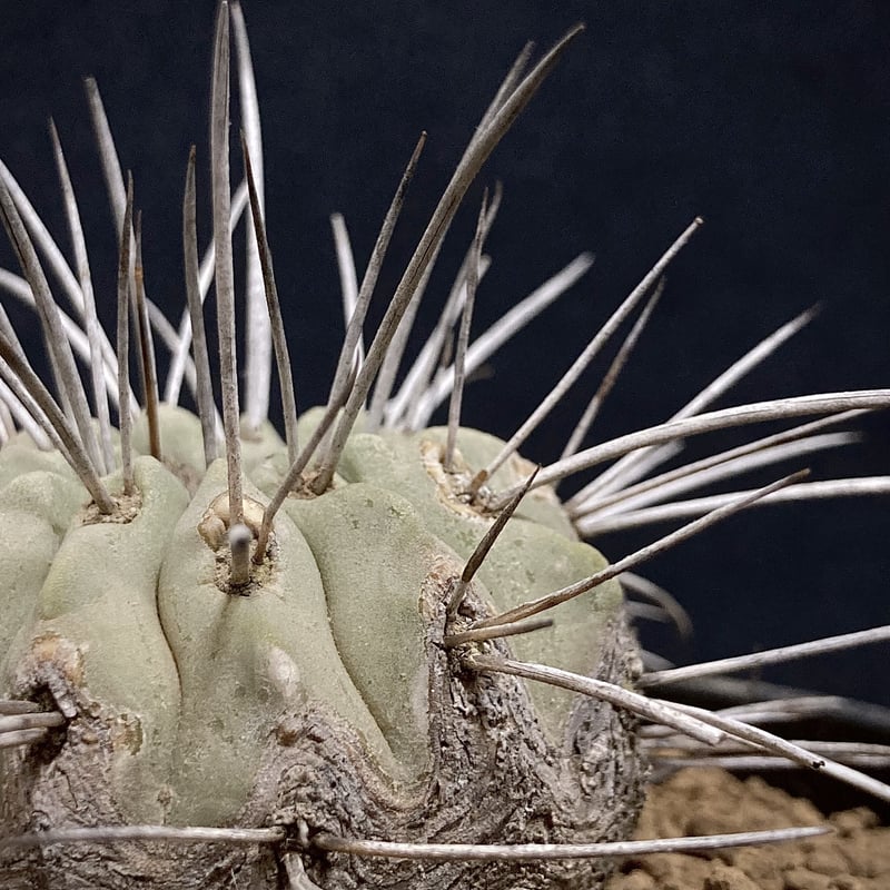 コピアポア　カリザレンシス Copiapoa carrizalensis コピアポア・カリザレンシス 超古株 白肌 W