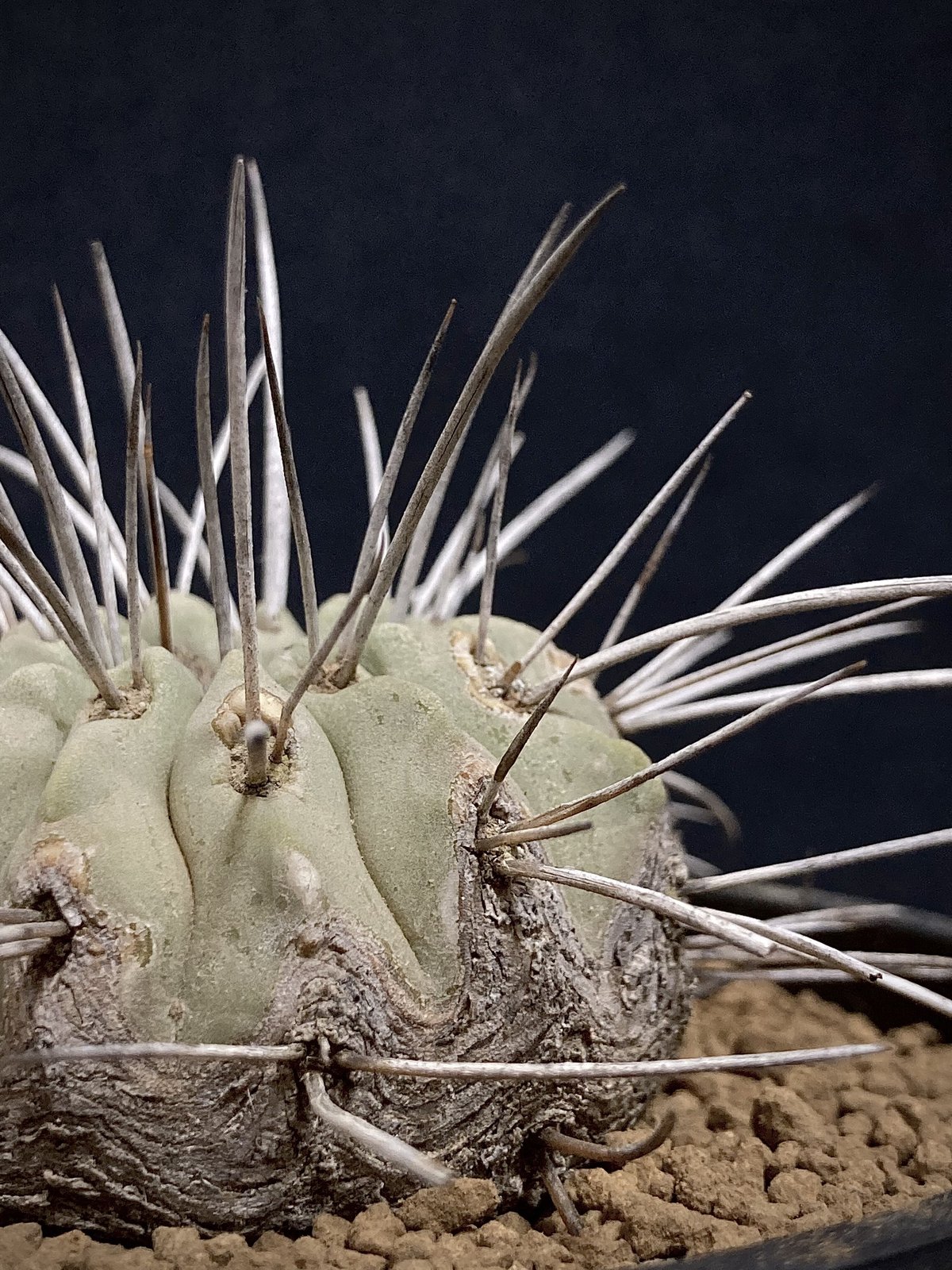 Copiapoa carrizalensis コピアポア・カリザレンシス 超古株 白肌 W