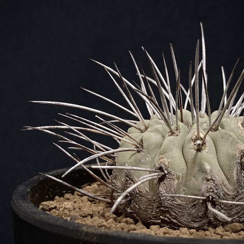 Copiapoa　コピアポア カリザレンシス　黒閃玉　現地球　群生　貴重 Copiapoa コピアポア カリザレンシス 黒閃玉 現地球 群生 貴重