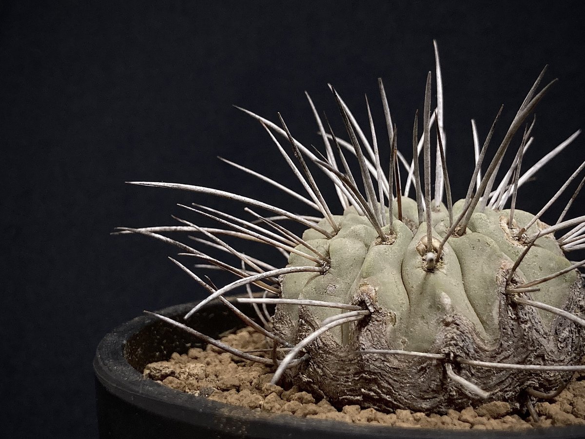 Copiapoa　コピアポア カリザレンシス　黒閃玉　現地球　群生　貴重 Amazon.co.jp: 【種子】Copiapoa Carizalensis◇コピアポア