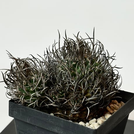 Turbinicarpus klinkerianus  昇雲竜　Heavy-spined　Seed-grown