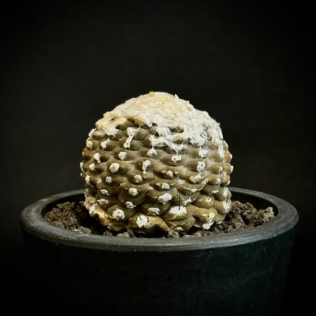 ᴄᴏᴘɪᴀᴘᴏᴀ ʜʏᴘᴏɢᴀᴇᴀ  疣仙人 1985 Seed-Grown / A Little Jewel