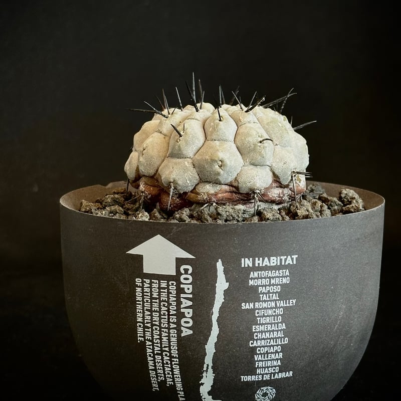 ᴄᴏᴘɪᴀᴘᴏᴀ ᴄɪɴᴇʀᴇᴀ × ᴠᴀʟɪᴇᴍ ʜᴀʙɪᴛᴀᴛ ᴘᴏᴛ  