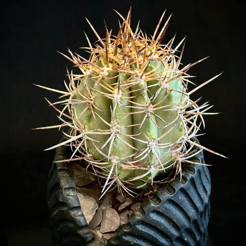 コピアポア　ソラリス　現地球① Copiapoa solaris コピアポア ソラリス 沙羅玉 ᴊᴏsʜᴜᴀ