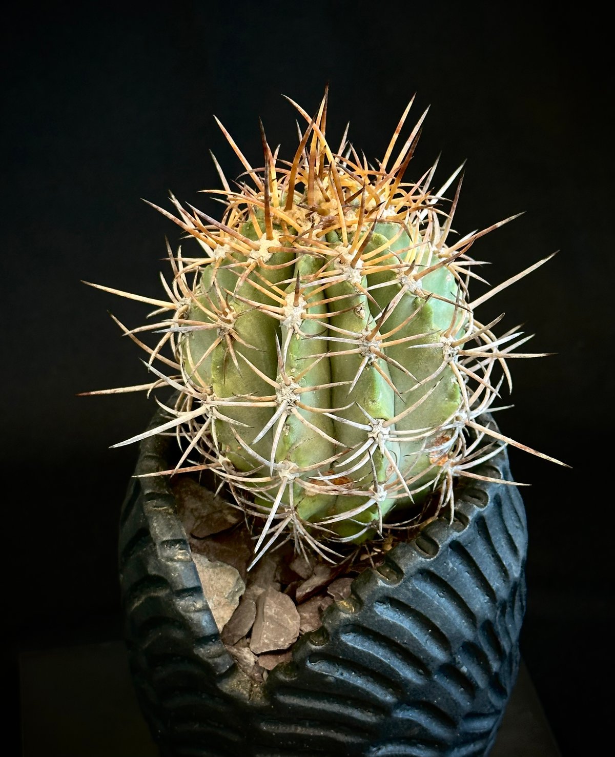 コピアポア　ソラリス　現地球① Copiapoa solaris コピアポア ソラリス 沙羅玉 ᴊᴏsʜᴜᴀ