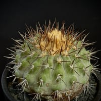 Copiapoa serpentisulcata