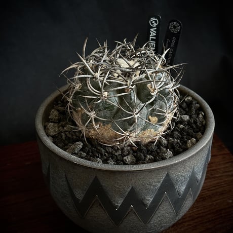 コピアポアグリセオビオラセア (Copiapoa griseoviolacea) fit=scale-down,w=1200