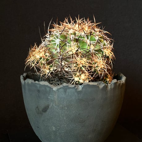 Copiapoa coquimbana subs. andina  𝒄𝒓𝒐𝒔𝒔 𝒑𝒐𝒕 †