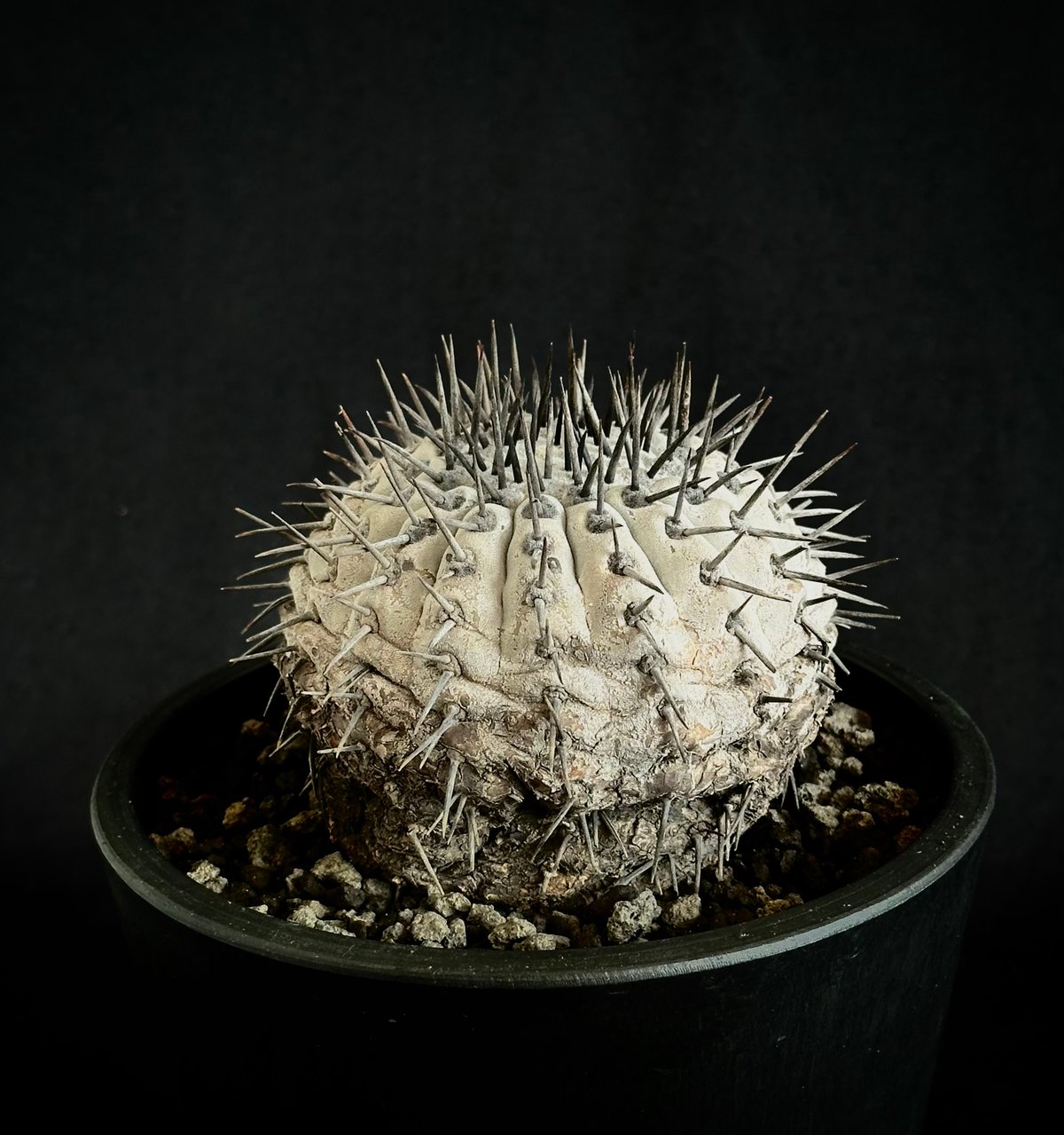 コピアポシネレア 黒王丸 白肌 現地球カキコ 自根 【公式通販】