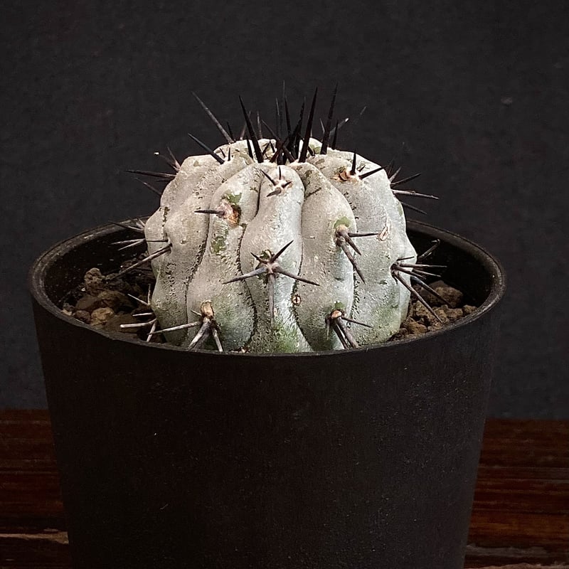 Copiapoa cinerea コピアポア 黒王丸 現地球 カキコ Wild face 漆黒...