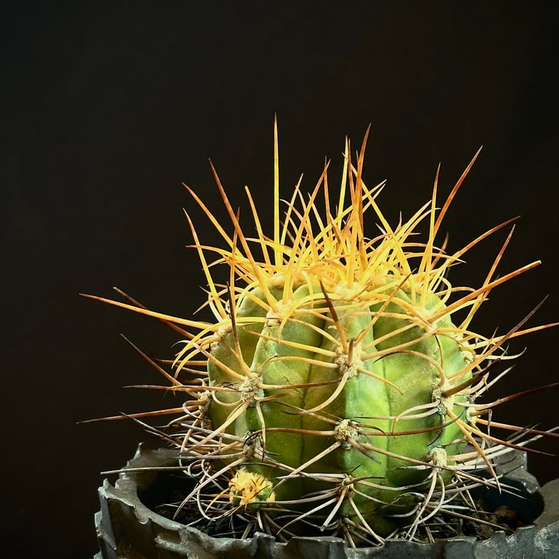 Copiapoa solaris コピアポア ソラリス 沙羅玉 実生 絶滅危惧種EN | CO