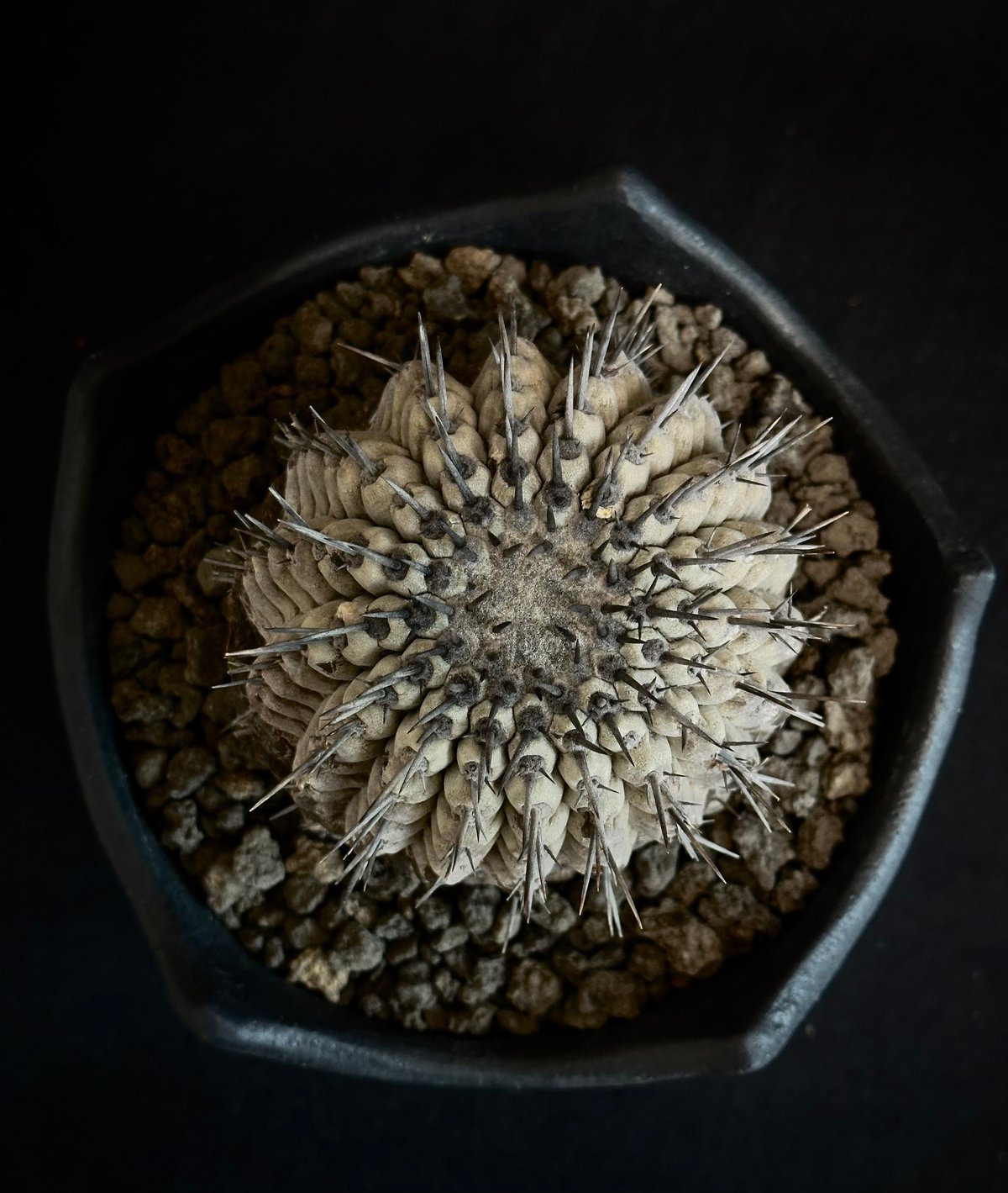 コピアポア　シネレア　黒王丸　山木　現地球 Yahoo!オークション - コピアポア シネレア copiapoa cinerea