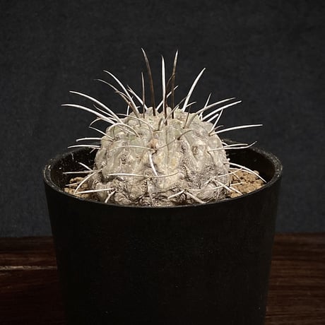 Copiapoa carrizalensis 　コピアポア・カリザレンシス 　超古株　白肌　Wild face ②
