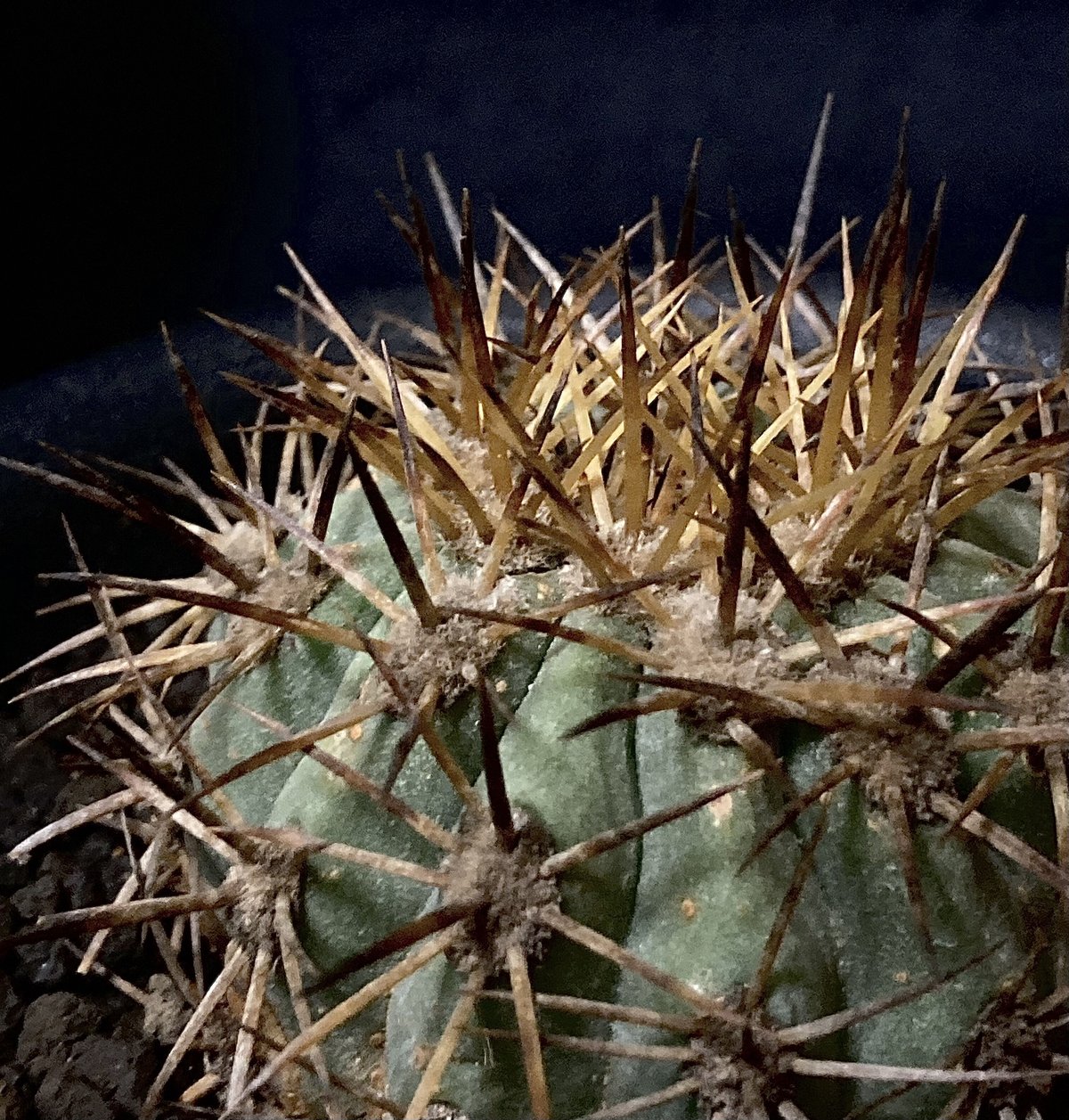 Rare Copiapoa】Copiapoa andina コピアポア・アンディナ カキコ