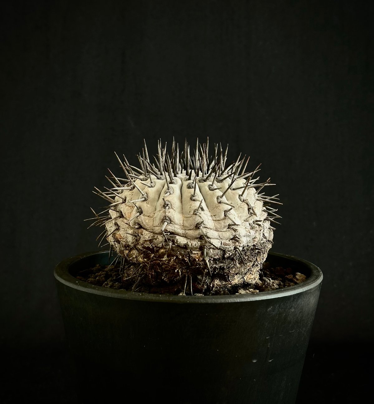 レアサボテンコレクション・コピアポア属・ハセルトニアナ(現地球)in