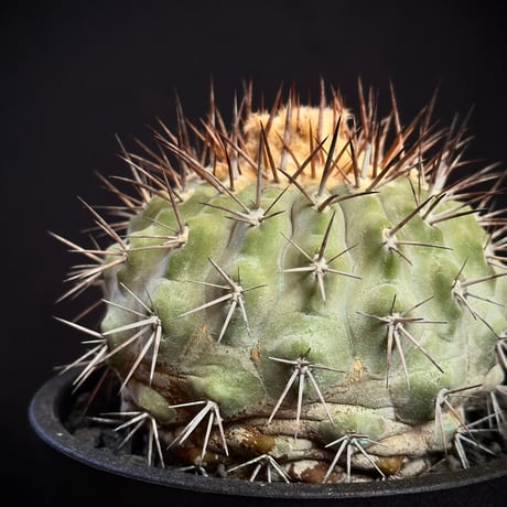 Copiapoa serpentisulcata