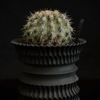 1992年 実生 樹齢32年 超古株 ᴄᴏᴘɪᴀᴘᴏᴀ ᴄɪɴᴇʀᴀsᴄᴇɴs