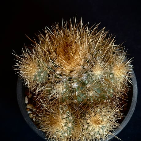 Copiapoa krainziana var. brunispina  Very rare