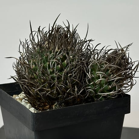 Turbinicarpus klinkerianus  昇雲竜　Heavy-spined　Seed-grown