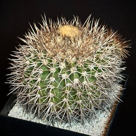 Copiapoa serpentisulcata Mature seed-grown specimen