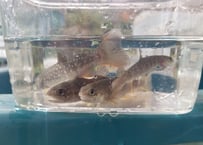 幼魚　ニッコウイワナ　5匹～　10cm前後