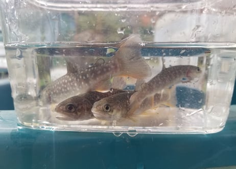 幼魚　ニッコウイワナ　5匹～　10cm前後